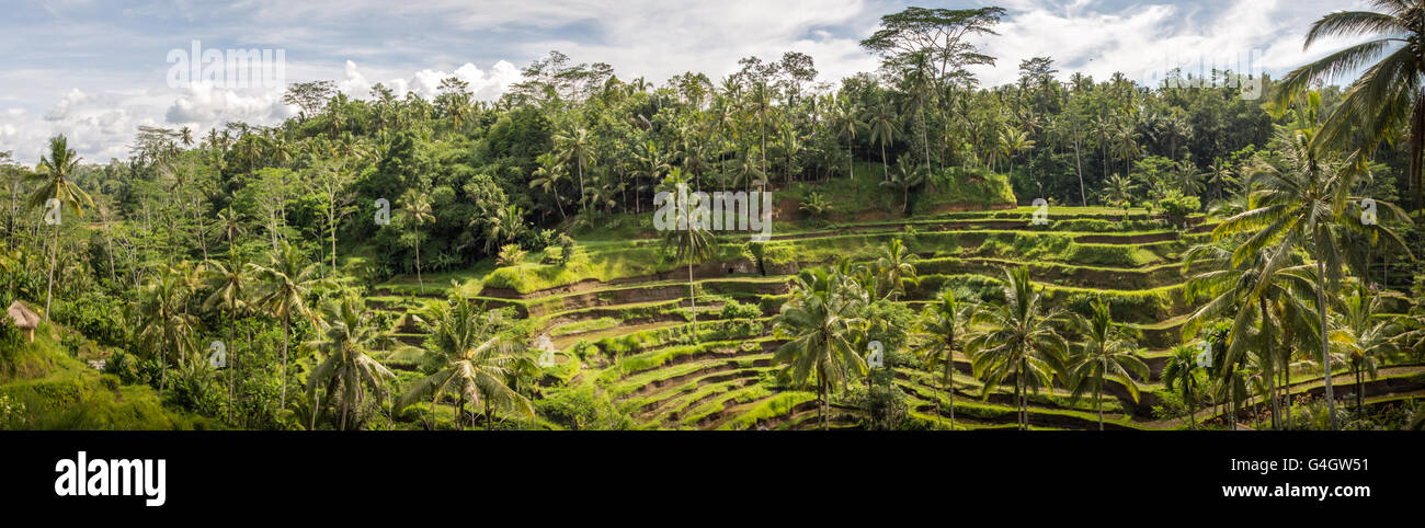 Panorama Terrazza Padi, Bali, Indonesia - piantagione locale del riso stratificata terrazza nell isola di Bali, Indonesia. Foto Stock