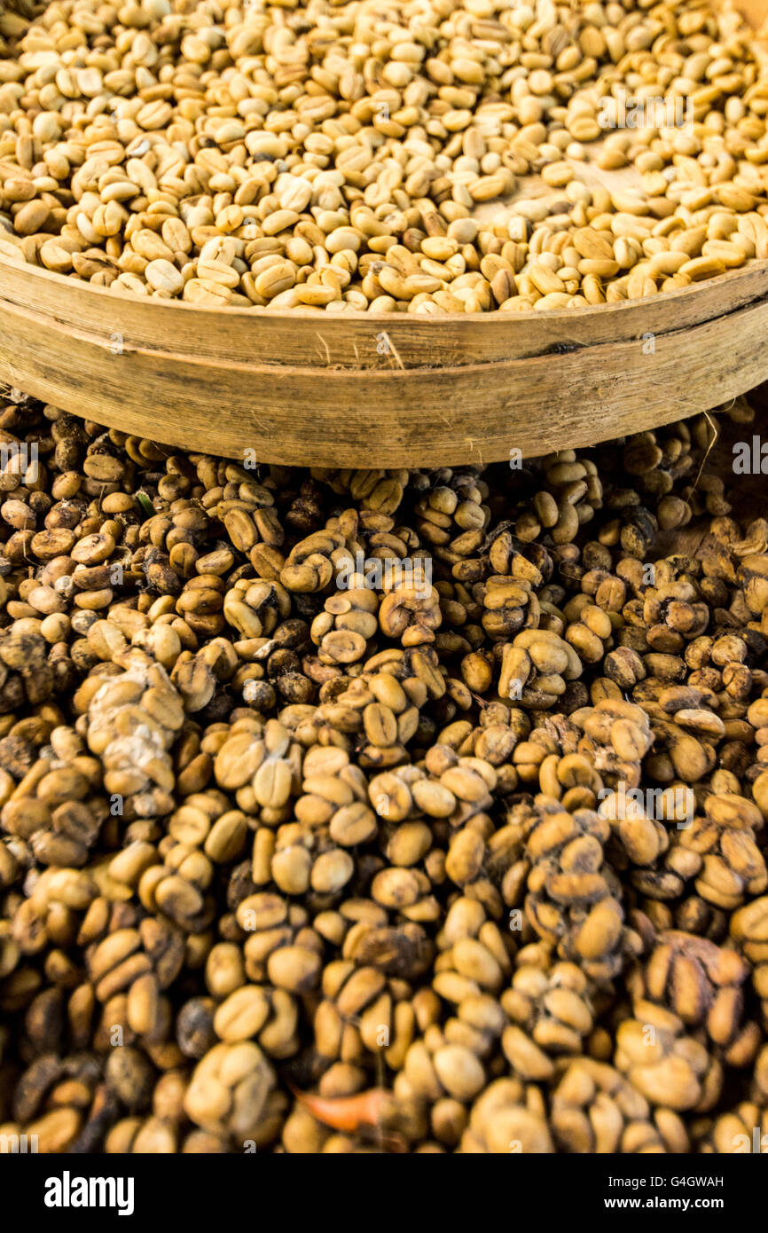 Caffè Luwak fatta dal luwak cat. Bali, Indonesia. Foto Stock