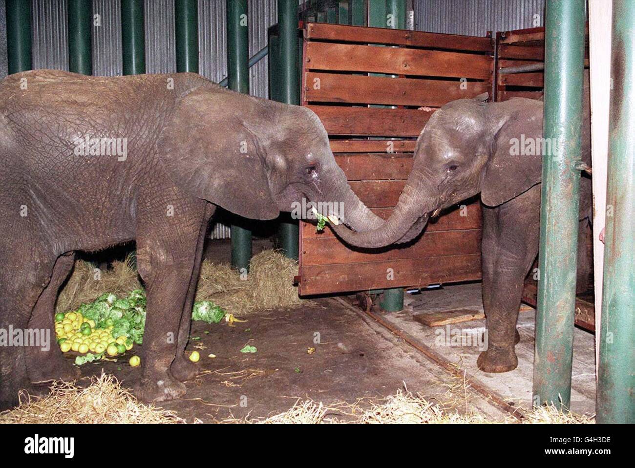 Merseyside è più utilizzato per trasferire notizie che coinvolgono milioni di sterline e famosi calciatori, ma questa volta i nuovi arrivi hanno avuto tronchi invece di valigie. Stabilitosi oggi al Knowsley Safari Park (Lunedi)...Nissim, 4 anni, (a sinistra) e Beauty, 2 anni, da Israele, incontrati di nuovo dopo il viaggio in transito. Immagine Dave Kendall/PA Foto Stock