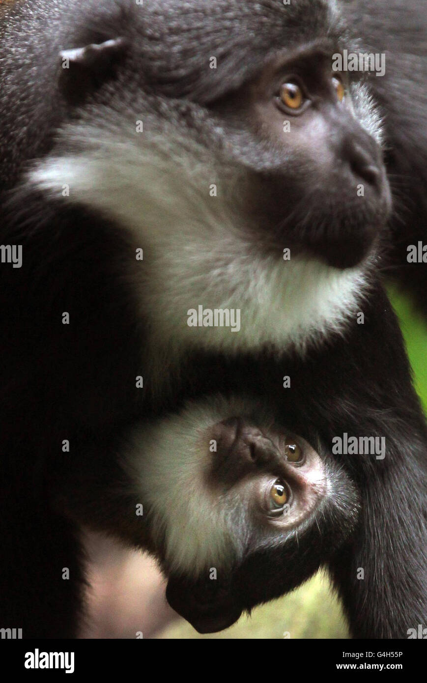 Una scimmia senza nome dall'occhio d'arancio di l'Hoest, nata alla fine di giugno con la mamma Tumbili al recinto Zoo Monkey di Edimburgo. Foto Stock