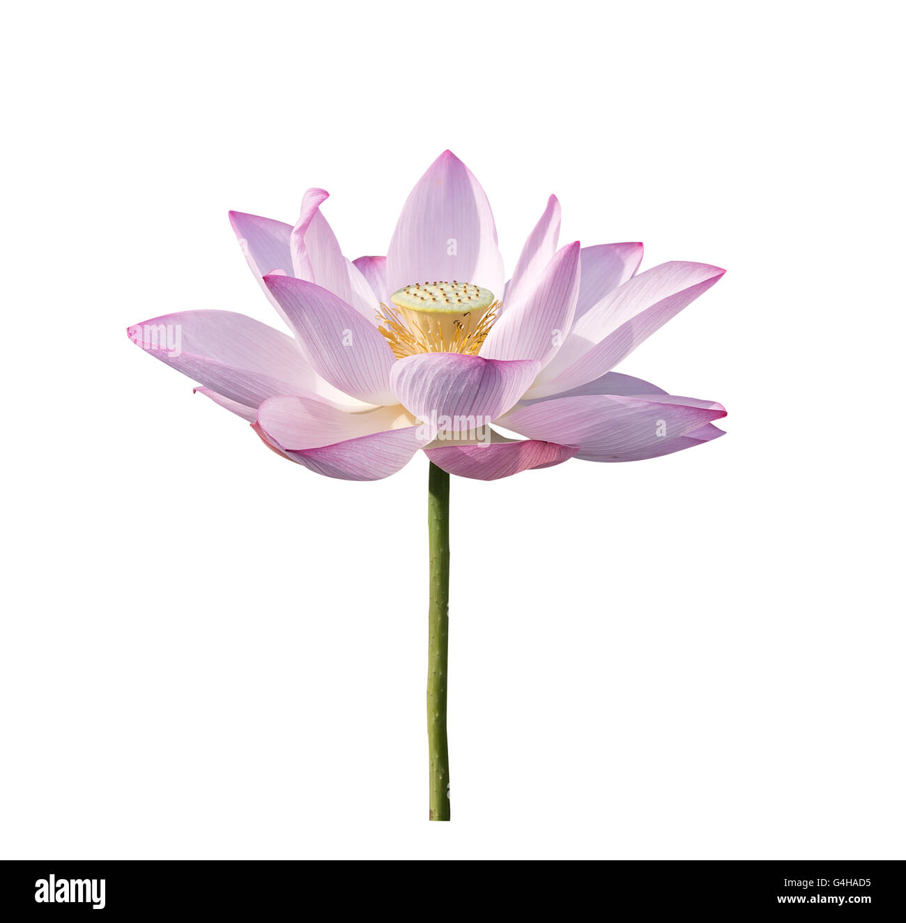 Fiore di loto blooming su stagno Foto Stock