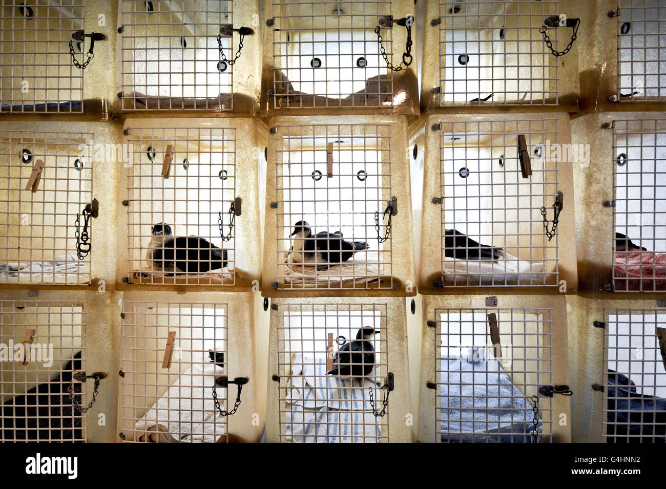Gli uccelli marini di Manx Shearwater si siedono nelle loro gabbie in attesa di essere alimentati a tubo con un brodo di pesce presso il centro RSPCA di Taunton, dove centinaia di uccelli sono stati salvati mentre sono stati soffiati fuori rotta e sulla costa del Pembrokeshire, Invece di fare il loro viaggio migratorio da Skomer e Skokholm al Sudamerica. Foto Stock