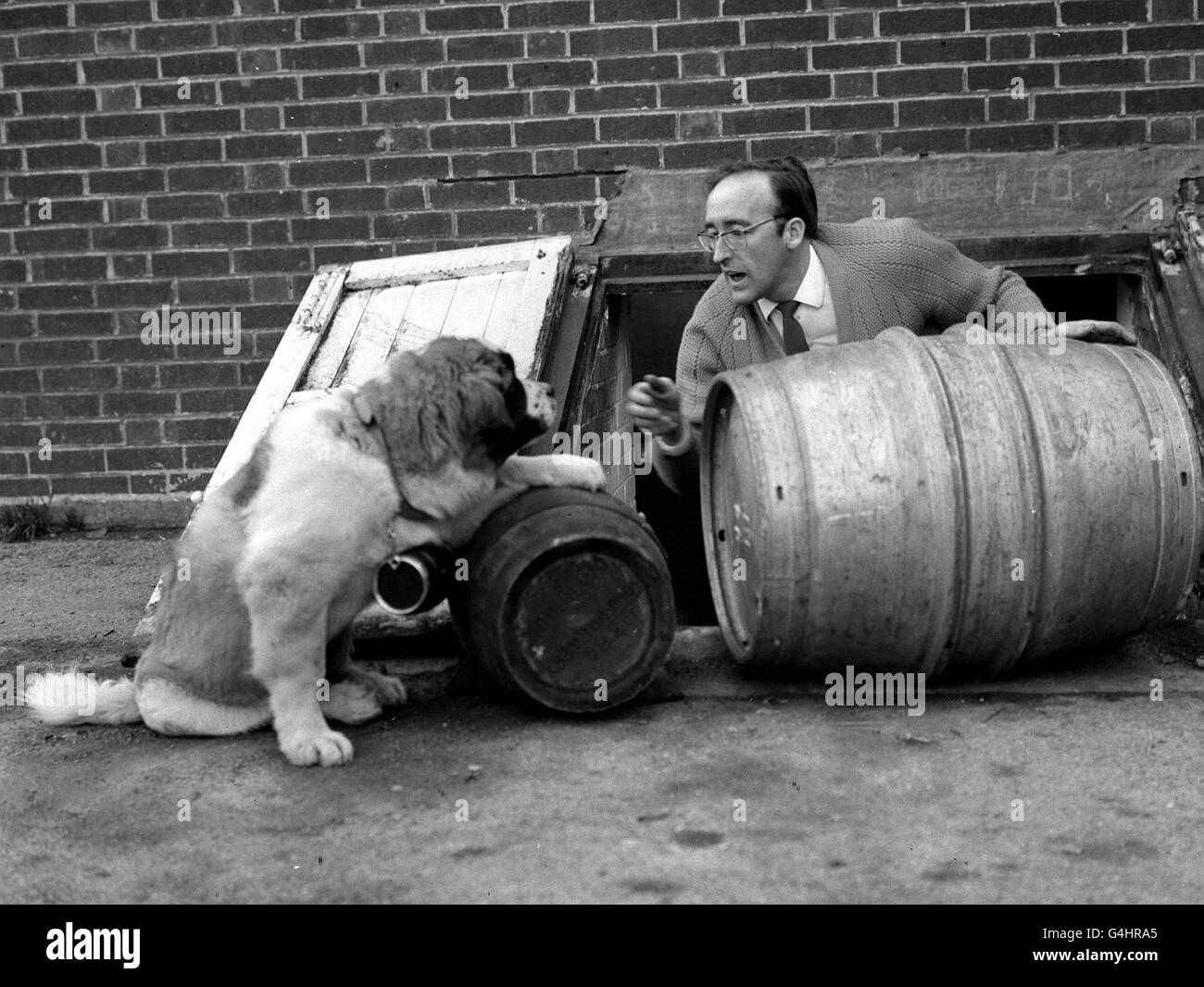 ST. BERNARD WATCHDOG Foto Stock