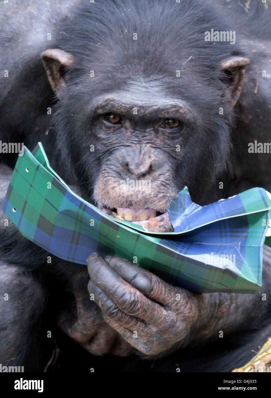 Gli scimpanzé allo zoo di Edimburgo Open presentano pieni di cibo come parte di Ricky gli scimpanzé festeggiamenti per il cinquantesimo compleanno. Foto Stock