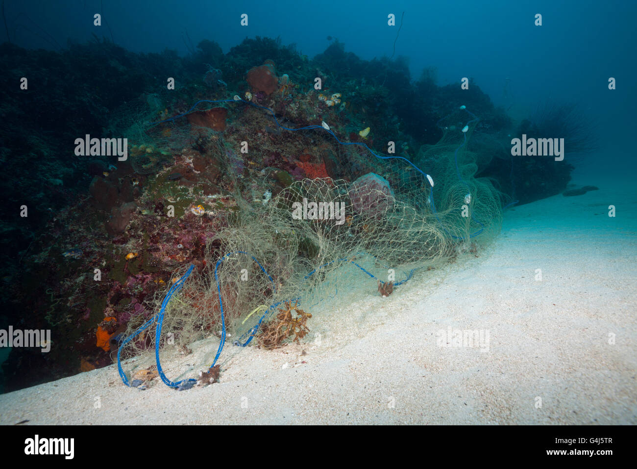 Perso la pesca Net copre Coral Reef, Indo pacifico, Indonesia Foto Stock