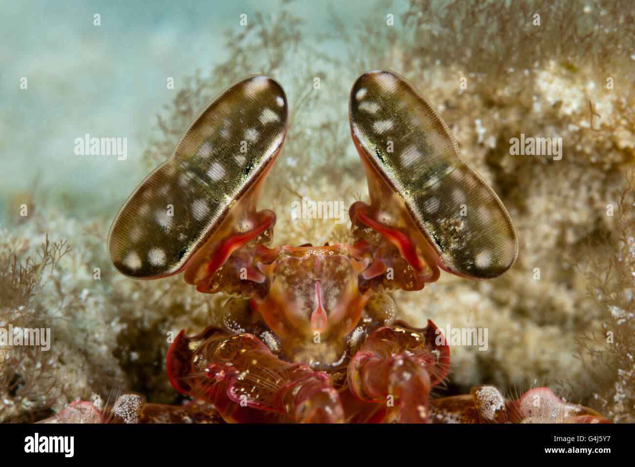 Sgambate Occhi di infilzare Canocchia, Lysiosquillina sp., AMBON, ISOLE MOLUCCHE, INDONESIA Foto Stock