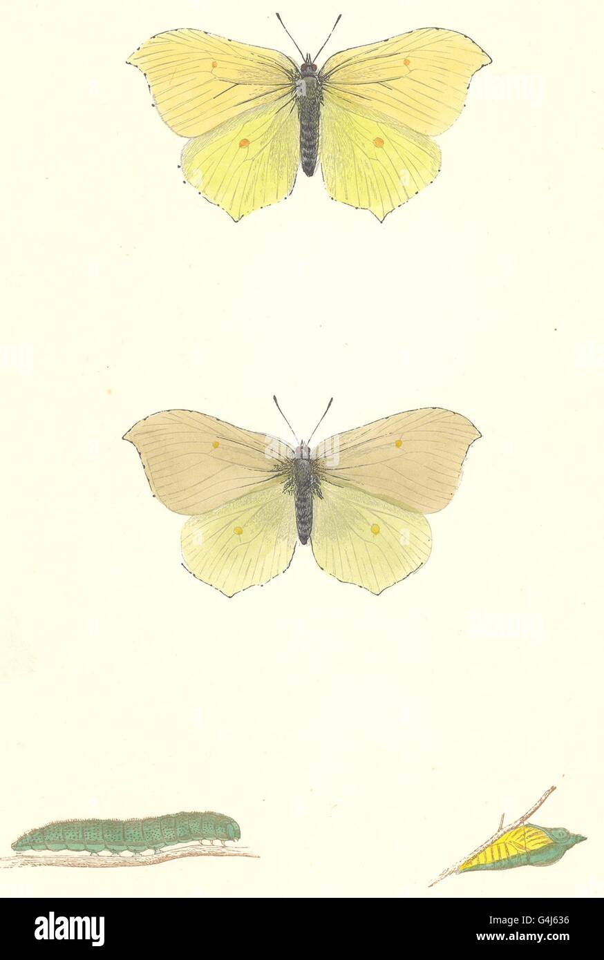 Farfalle: Brimstone (Morris), antica stampa 1895 Foto Stock