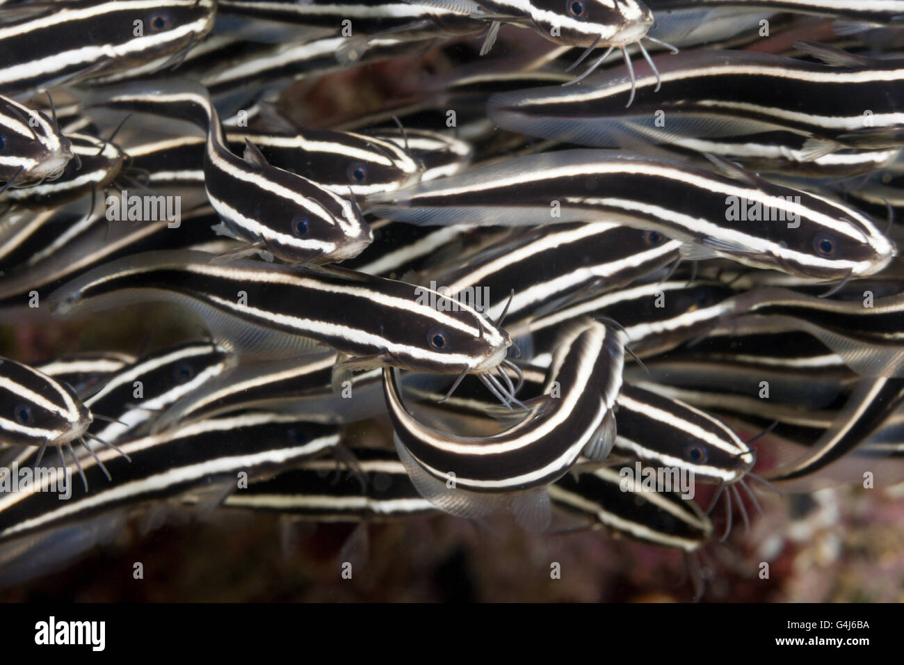 Secca di strisce di Anguilla Lupo di mare, Plotosus lineatus, AMBON, ISOLE MOLUCCHE, INDONESIA Foto Stock