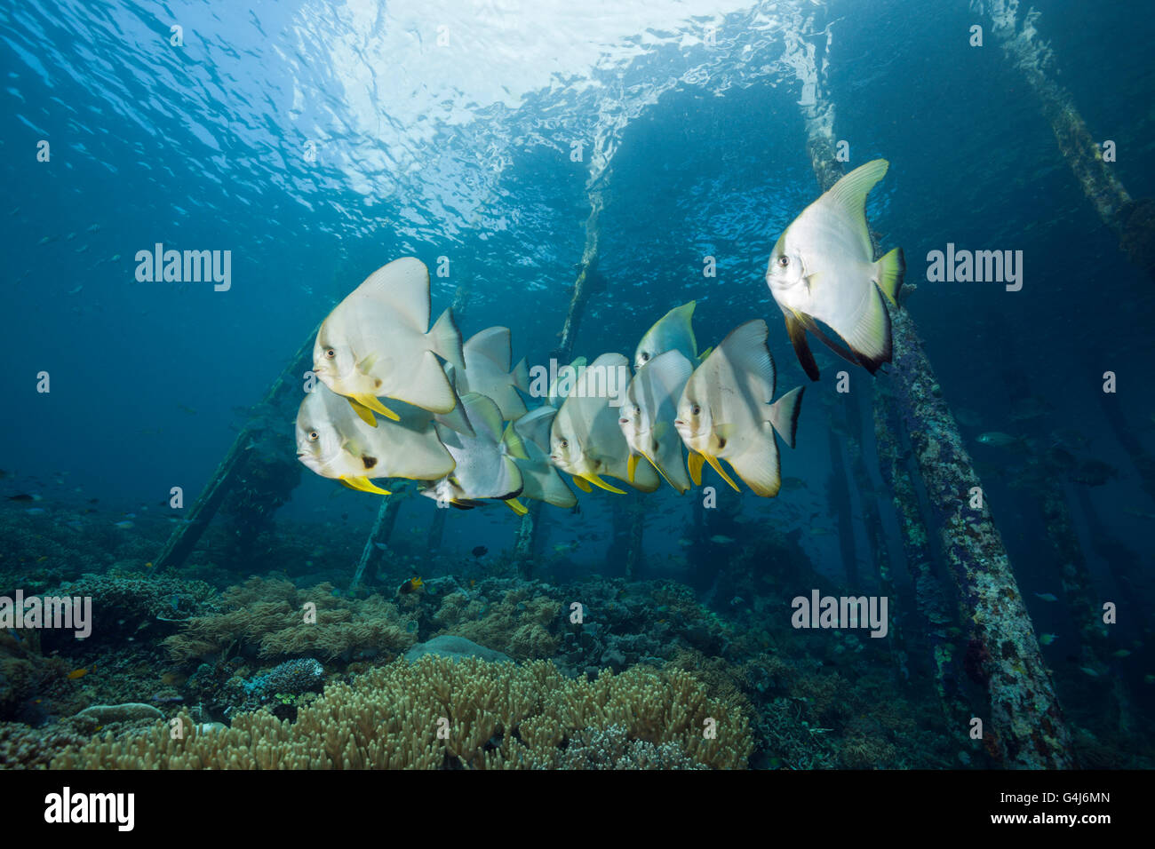 Batfish Longfin sotto Aborek Jetty, Platax teira Raja Ampat, Papua occidentale, in Indonesia Foto Stock