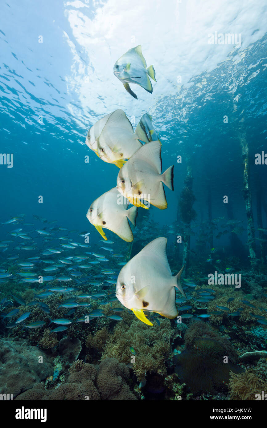 Batfish Longfin sotto Aborek Jetty, Platax teira Raja Ampat, Papua occidentale, in Indonesia Foto Stock