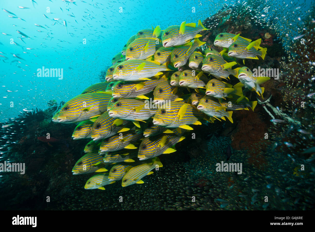 Secca di giallo-nastro, Sweetlips Plectorhinchus polytaenia Raja Ampat, Papua occidentale, in Indonesia Foto Stock