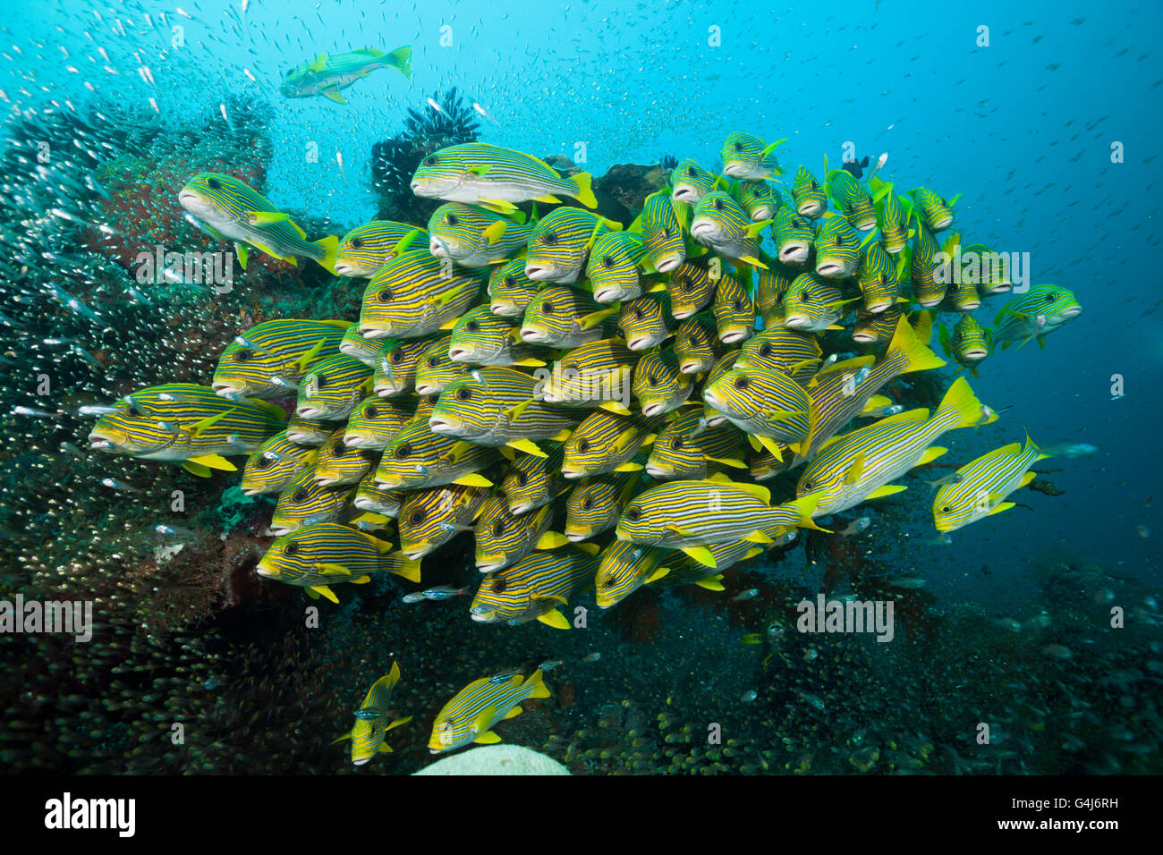Secca di giallo-nastro, Sweetlips Plectorhinchus polytaenia Raja Ampat, Papua occidentale, in Indonesia Foto Stock