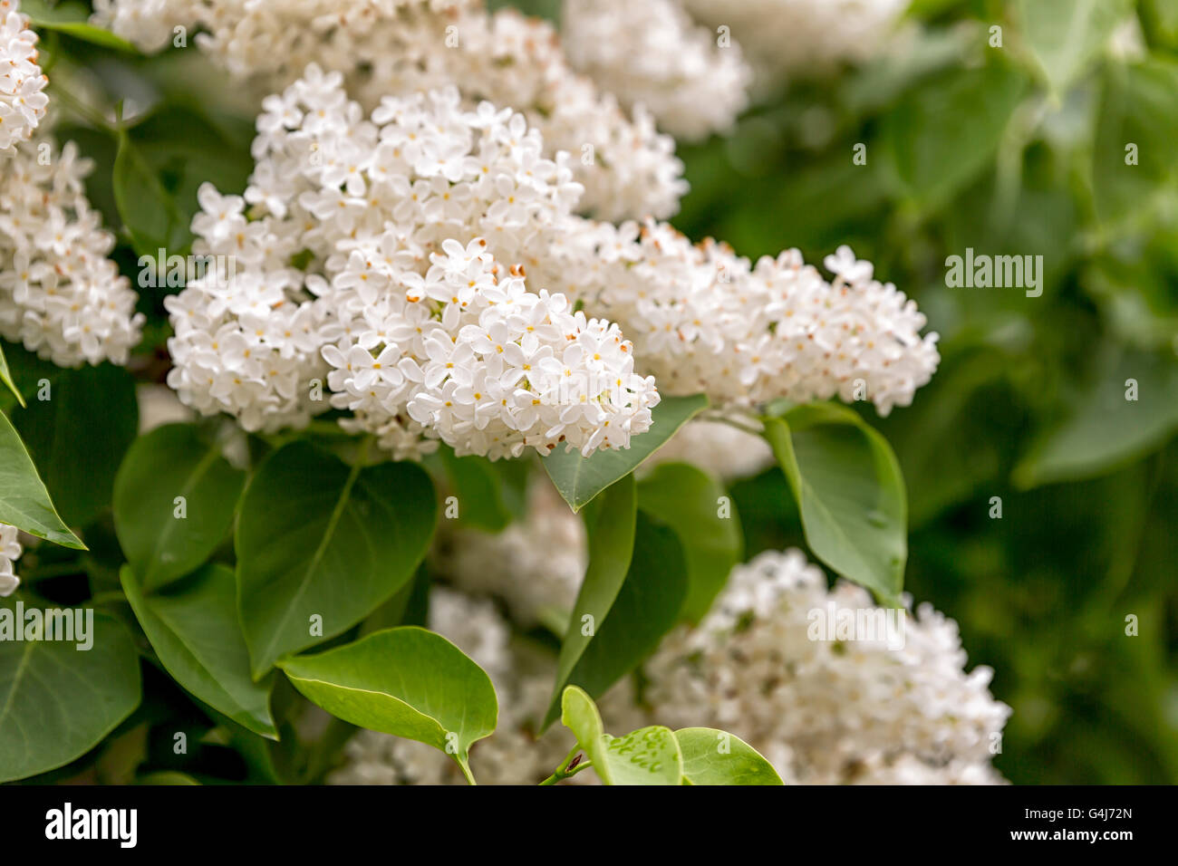 Syringa vulgaris Close Up con foglie verdi. Foto Stock