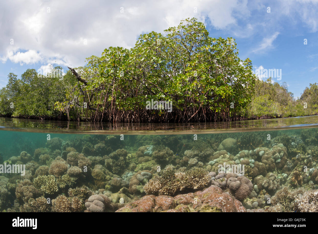 I coralli crescono sotto le mangrovie, Raja Ampat, Papua occidentale, in Indonesia Foto Stock