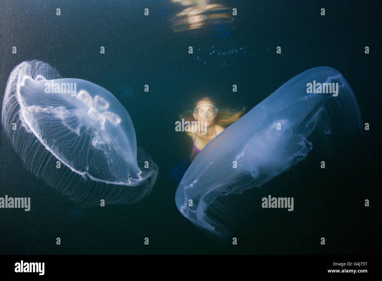 Luna Meduse e snorkeler, Aurelia aurita Raja Ampat, Papua occidentale, in Indonesia Foto Stock