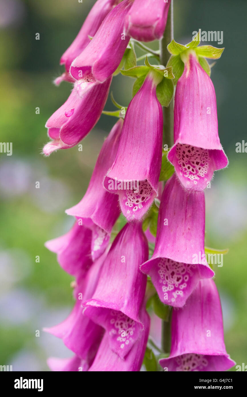 Digitalis purpurea. Foxglove comune i picchi di un giardino inglese. Foto Stock