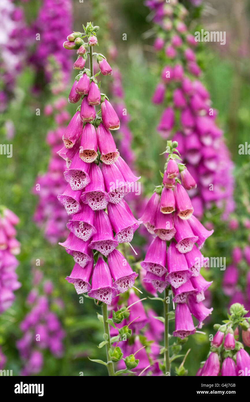 Digitalis purpurea. Foxglove comune i picchi di un giardino inglese. Foto Stock