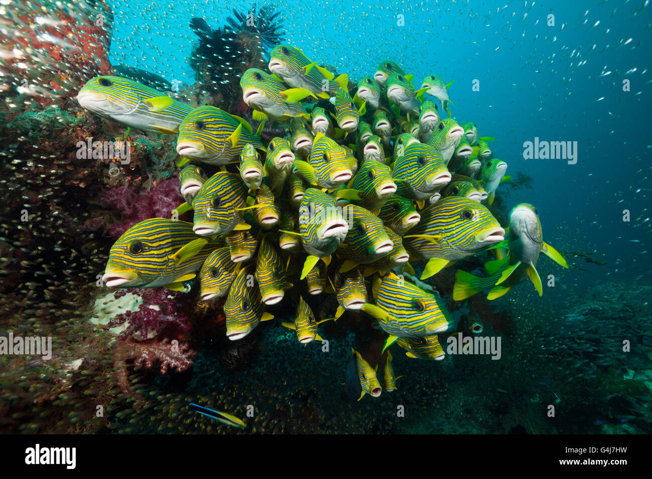 Secca di giallo-nastro, Sweetlips Plectorhinchus polytaenia Raja Ampat, Papua occidentale, in Indonesia Foto Stock