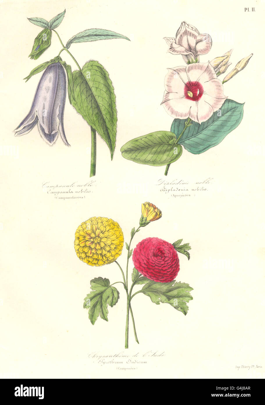INDE:Campanule nobile,Campanula nobilis;Dipladénie,Dipladenia;Chrysanthéme, 1852 Foto Stock