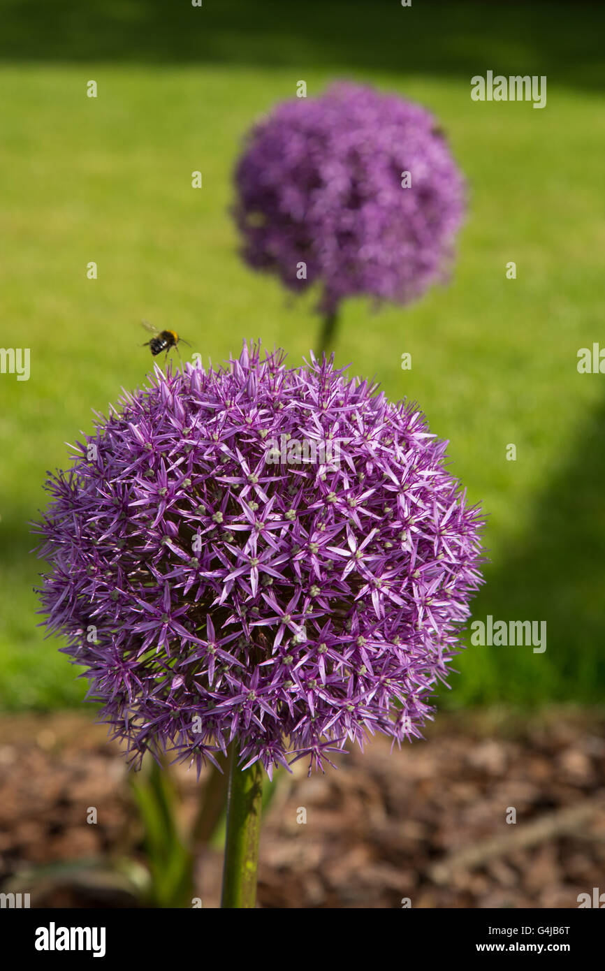 Un'ape esplora un Globemaster allium fiori in piena fioritura, appena prima di girare per le sementi Foto Stock