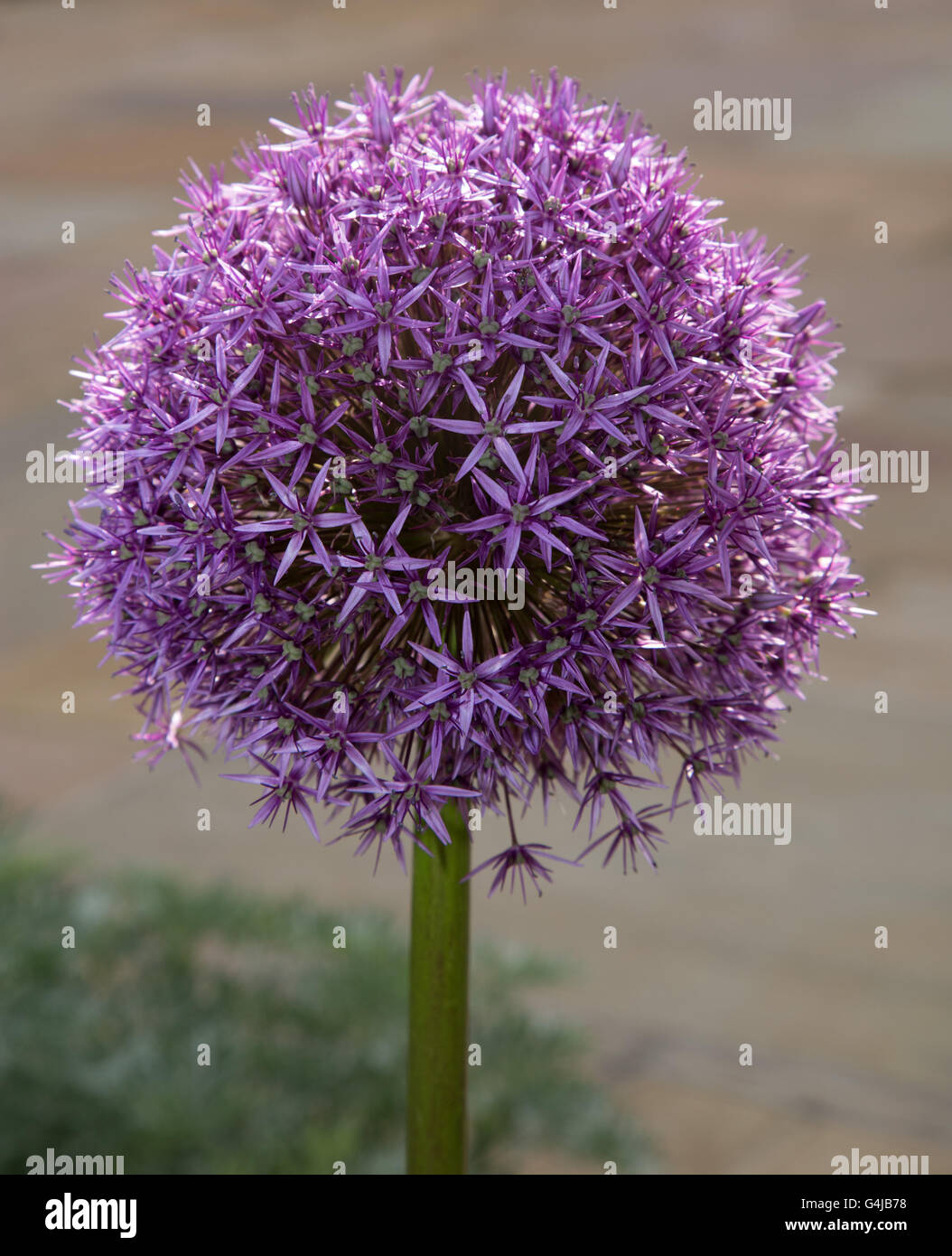 Globemaster allium fiori in piena fioritura, appena prima di girare per le sementi Foto Stock