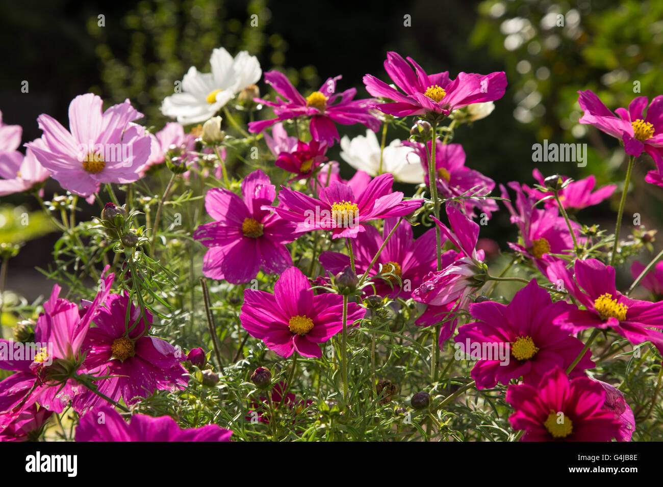 Cosmos fiori in un vaso da giardino Foto Stock