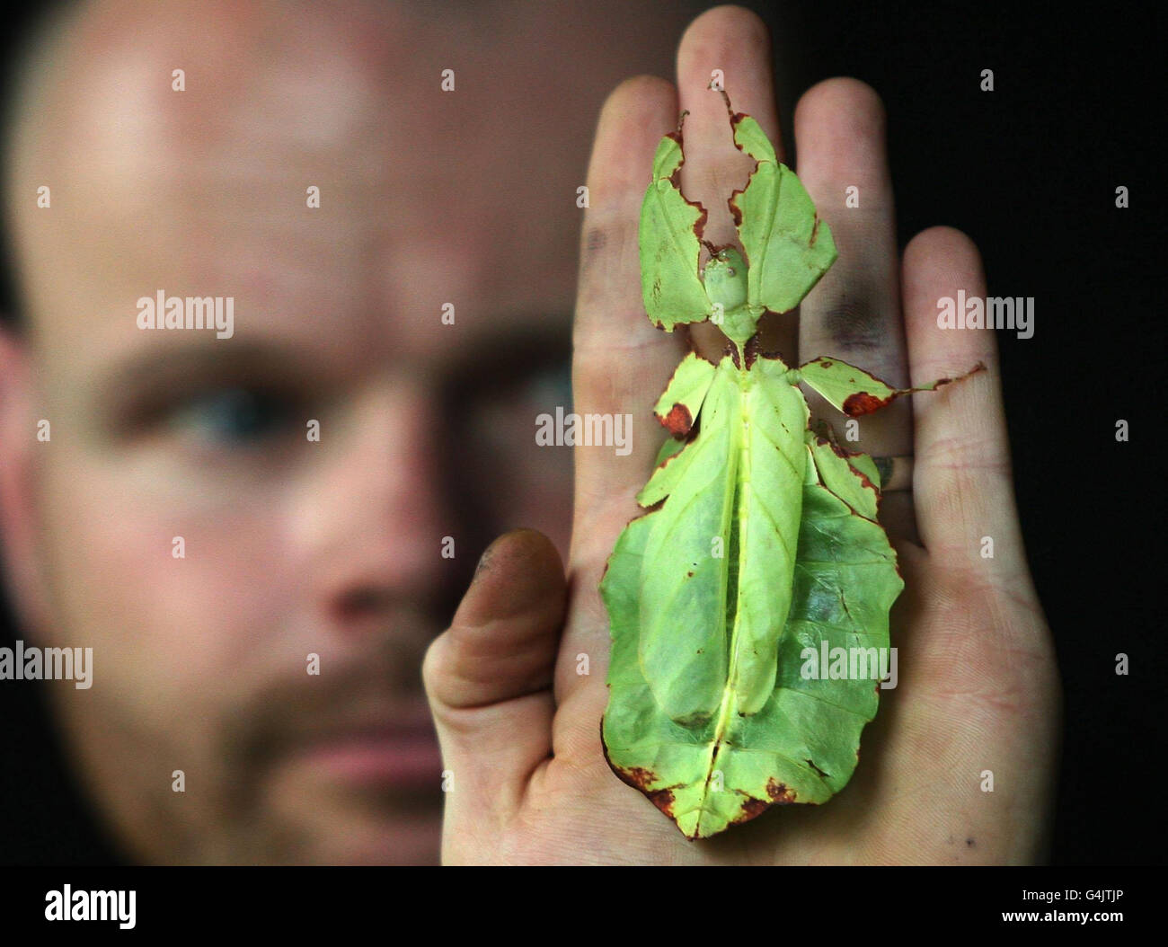 Il membro del personale Ross Poulter dà un'occhiata da vicino a un'insetta di foglie giganti della Malasia allo Zoo di Edimburgo, parte di un mese di esposizione che spera di avvicinare i visitatori agli invertebrati allo zoo. Foto Stock