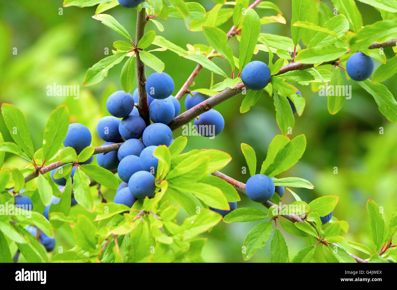 Schlehe - sloe 03 Foto Stock