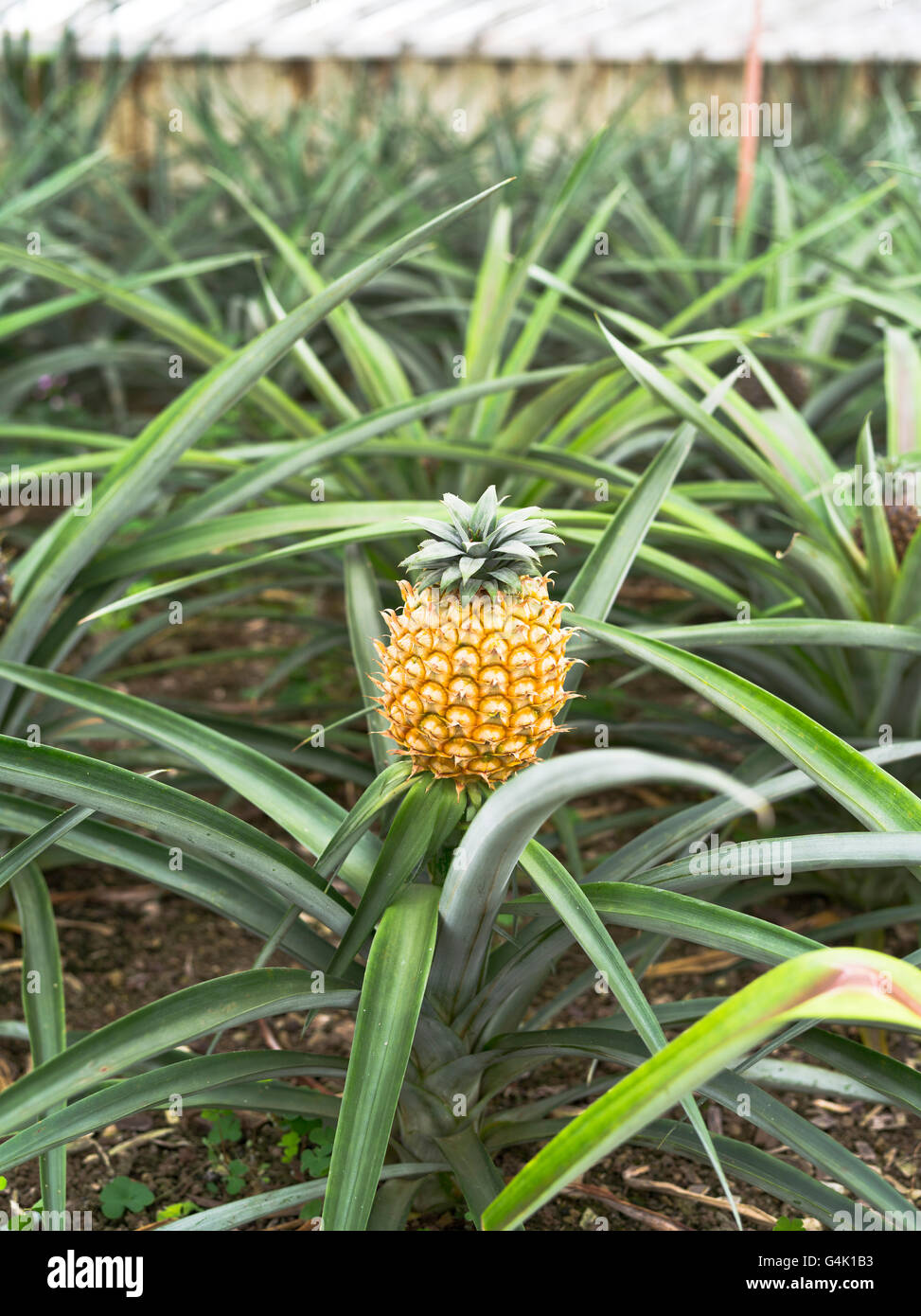 dh Faja de Baixo ananas SAO MIGUEL ISOLA AZZORRE ananas pianta Arruda glasshouse frutta serra acores piantagione interna Foto Stock