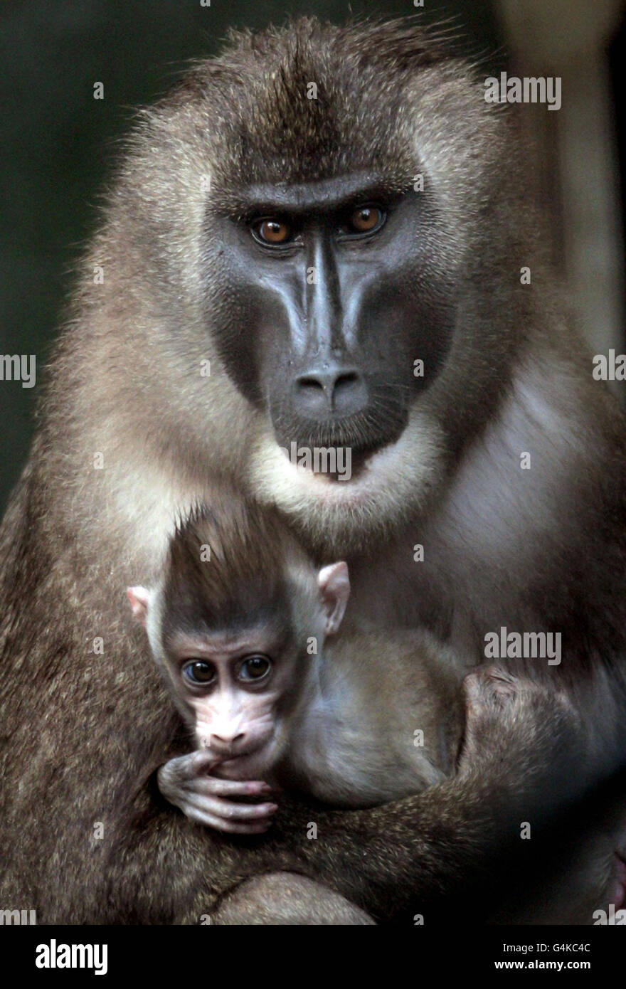 La prima rara scimmia Drill nata allo zoo di Edimburgo esplora i suoi dintorni con la madre per la prima volta. Foto Stock