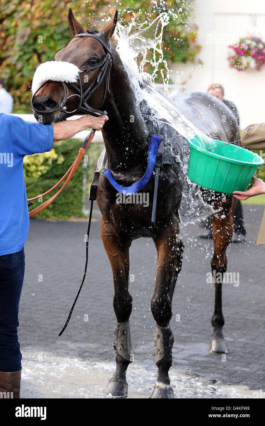 Corse ippiche - William Hill Jump Sunday - Kempton Park. Un cavallo viene raffreddato con un secchio d'acqua dopo una gara Foto Stock