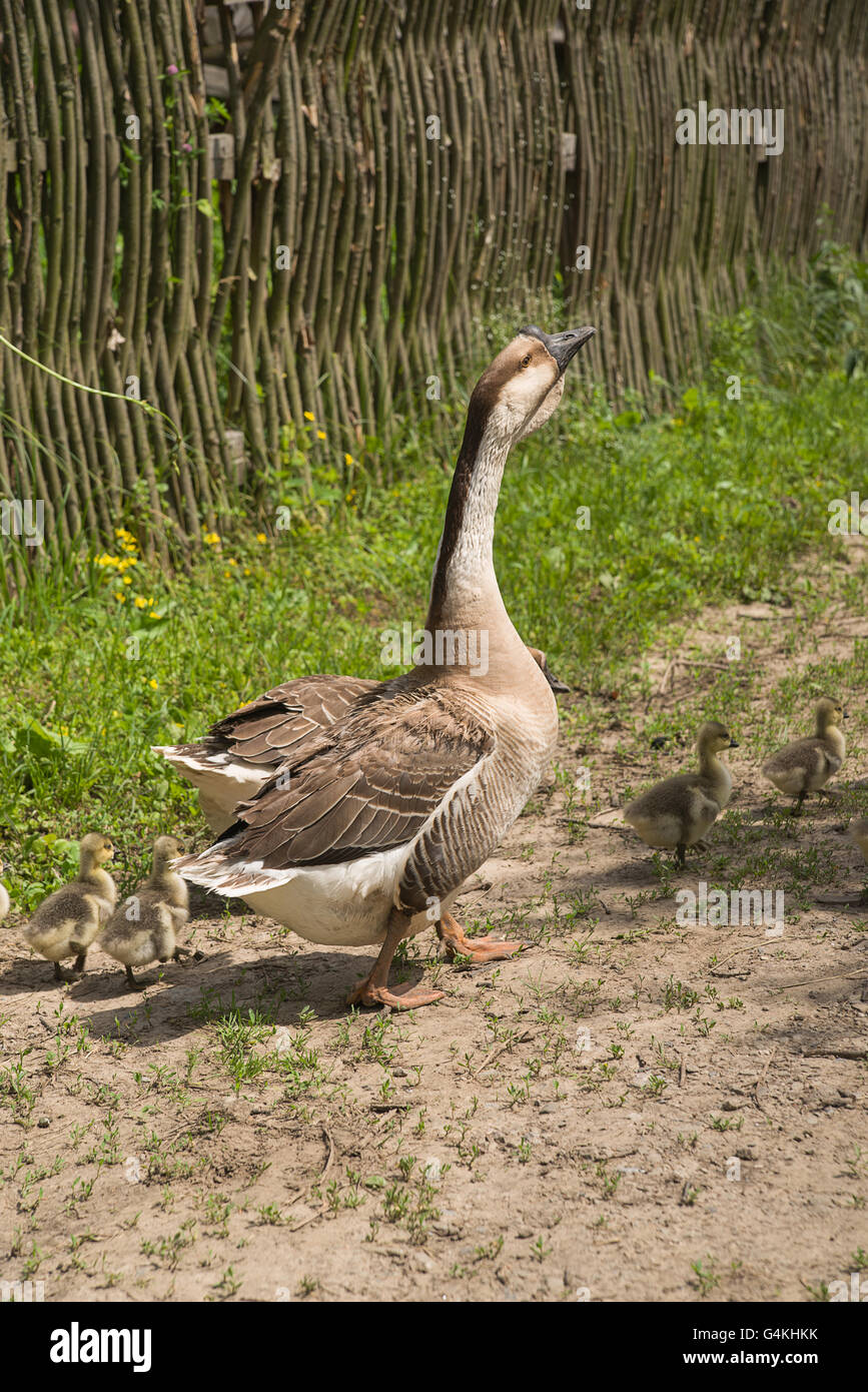 Due oche e goslings sull'erba verde Foto Stock