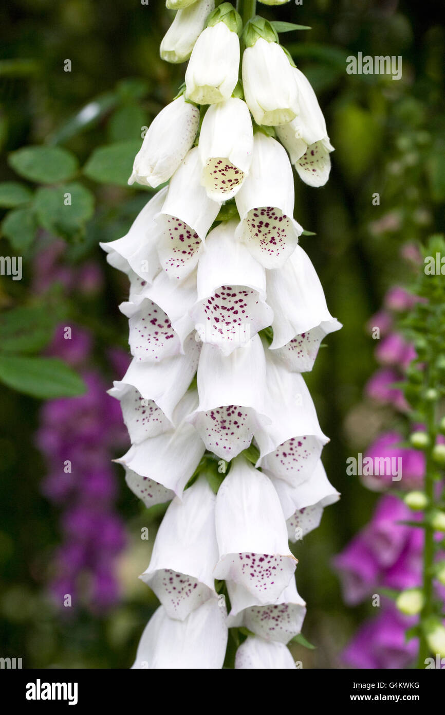 Digitalis purpurea. Foxglove comune i picchi di un giardino inglese. Foto Stock