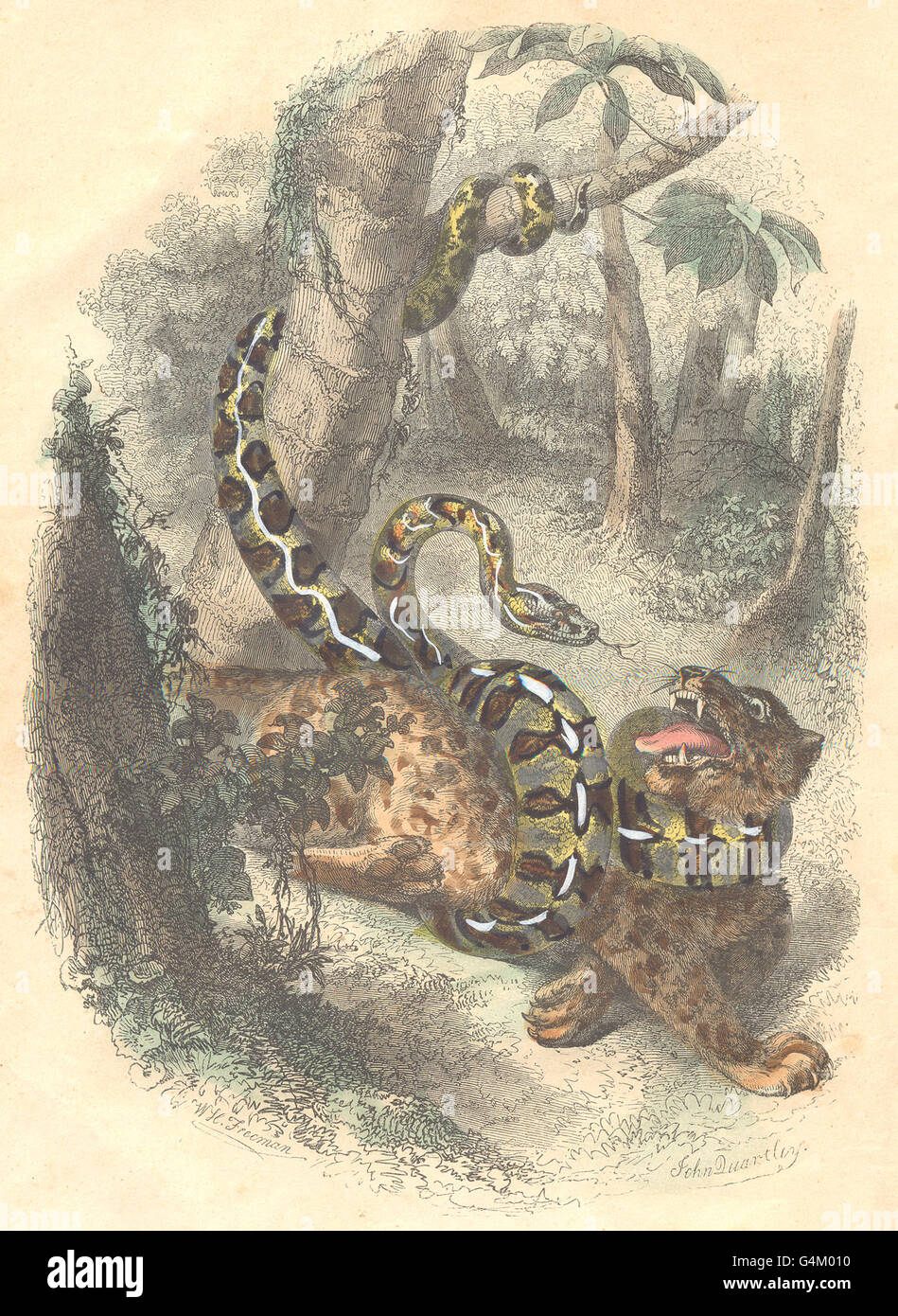 Serpenti: Boa Constrictor e Jaguar, antica stampa 1873 Foto Stock