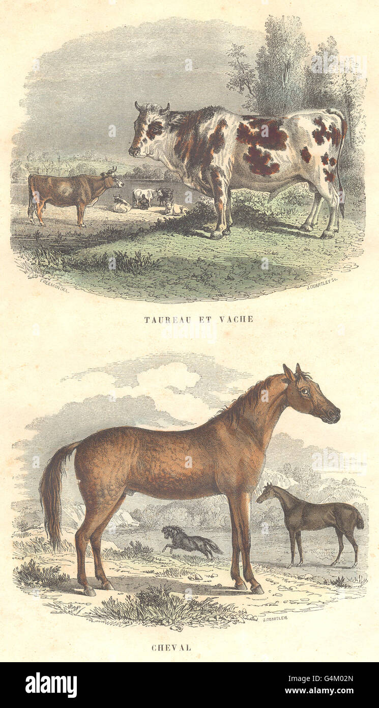 Bovini: Alcuni animali domestici: Bull e cow Cav Al, antica stampa 1873 Foto Stock