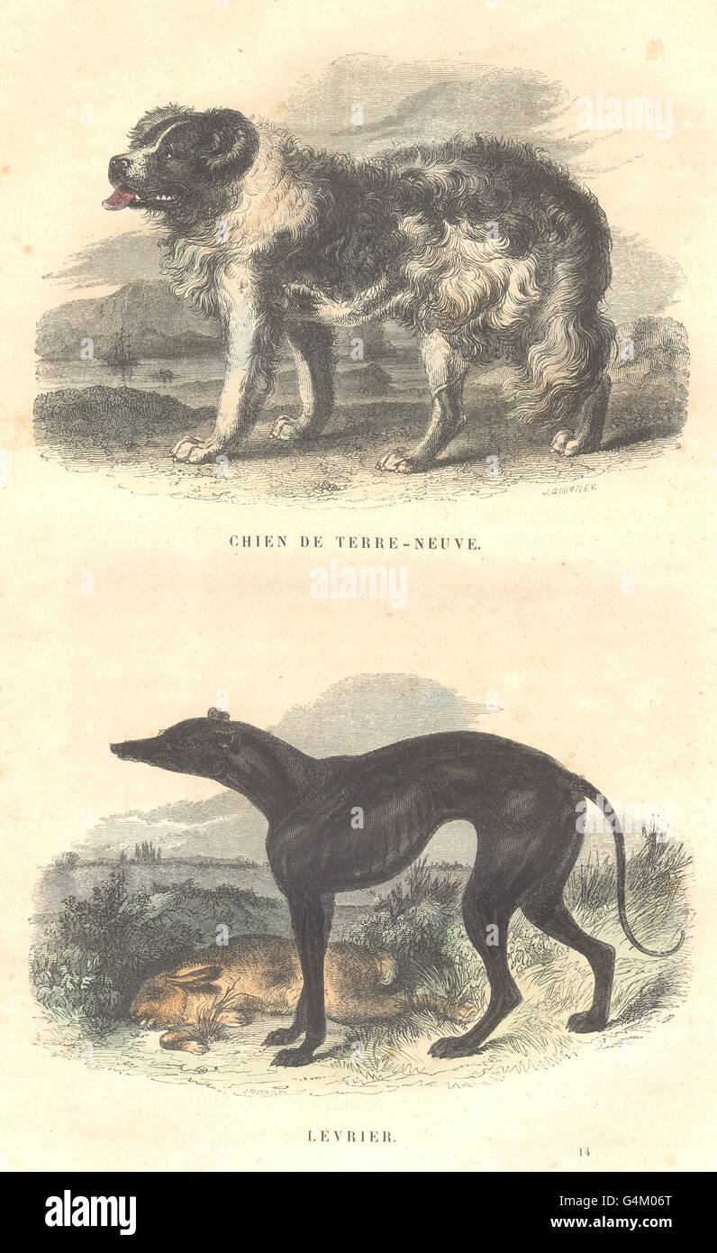 Cani: Dog - Labrador, Levriero antica stampa 1873 Foto Stock