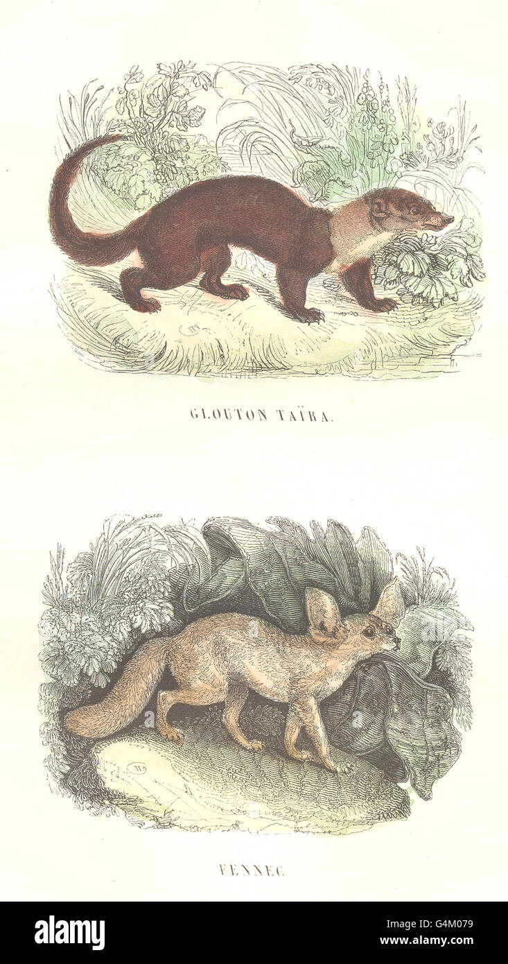 Volpi: animali selvatici e predatori: Wolverine Taira; Fennec, antica stampa 1873 Foto Stock