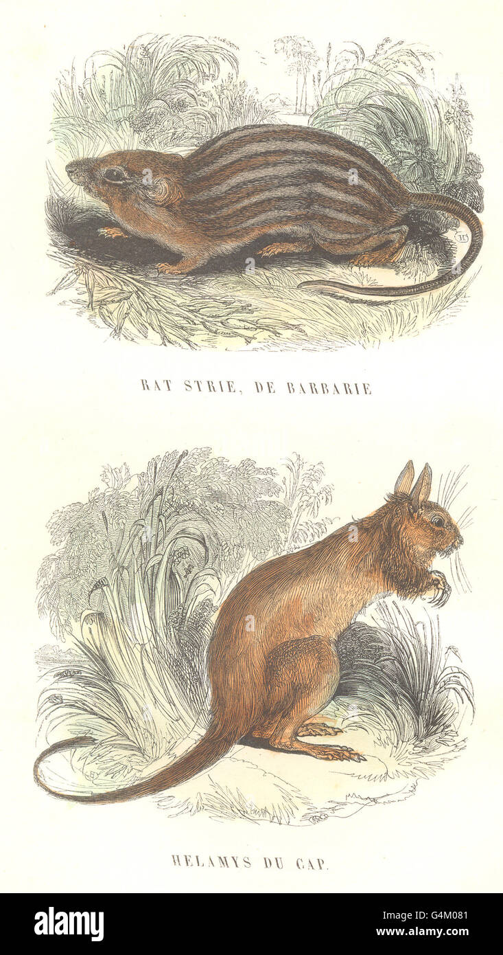 Mammiferi: Animali selvatici predatori: ratto streak, Barberia Helamys cap, stampa 1873 Foto Stock