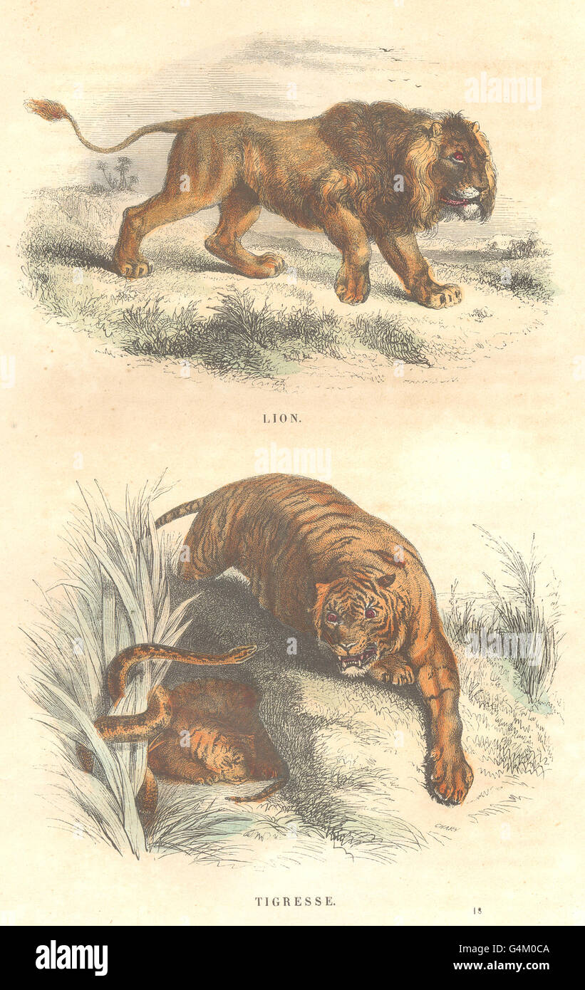 I Lions: quadrupedi: leoni, tigri, antica stampa 1873 Foto Stock