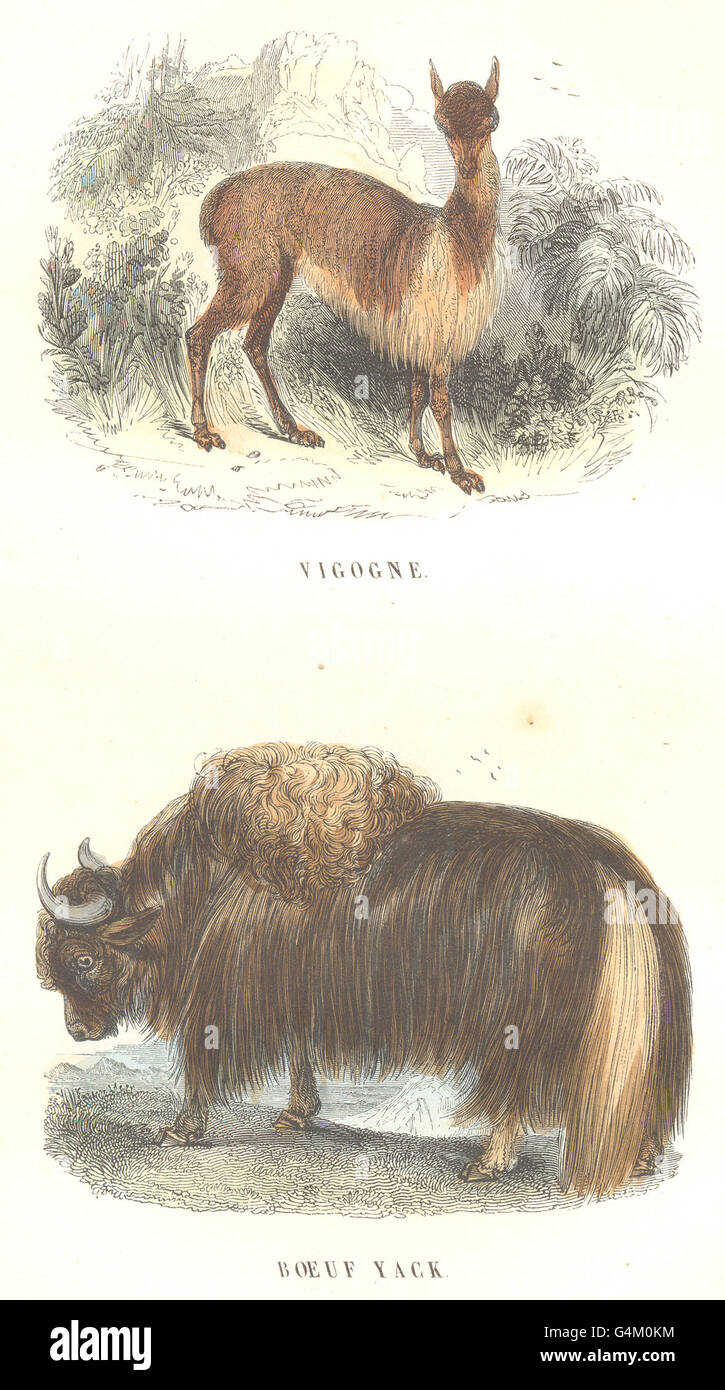 CAMELIDAE: quadrupedi: Vicuna, carni bovine Yack, antica stampa 1873 Foto Stock