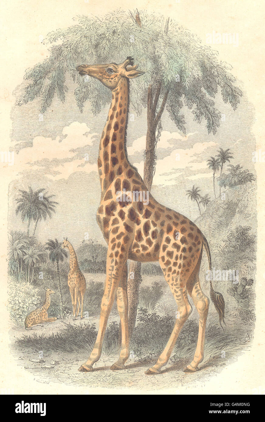 Mammiferi: quadrupedi: Giraffe, antica stampa 1873 Foto Stock