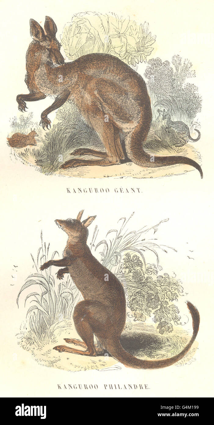 Mammiferi: canguro gigante, Canguro Philandre, antica stampa 1873 Foto Stock