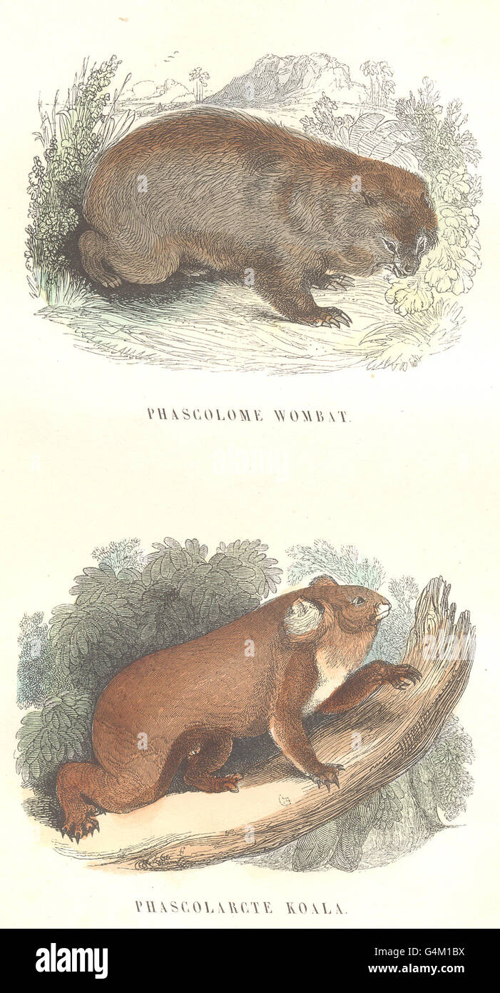 Porta: Wombat, Koala Phascolarcte, antica stampa 1873 Foto Stock