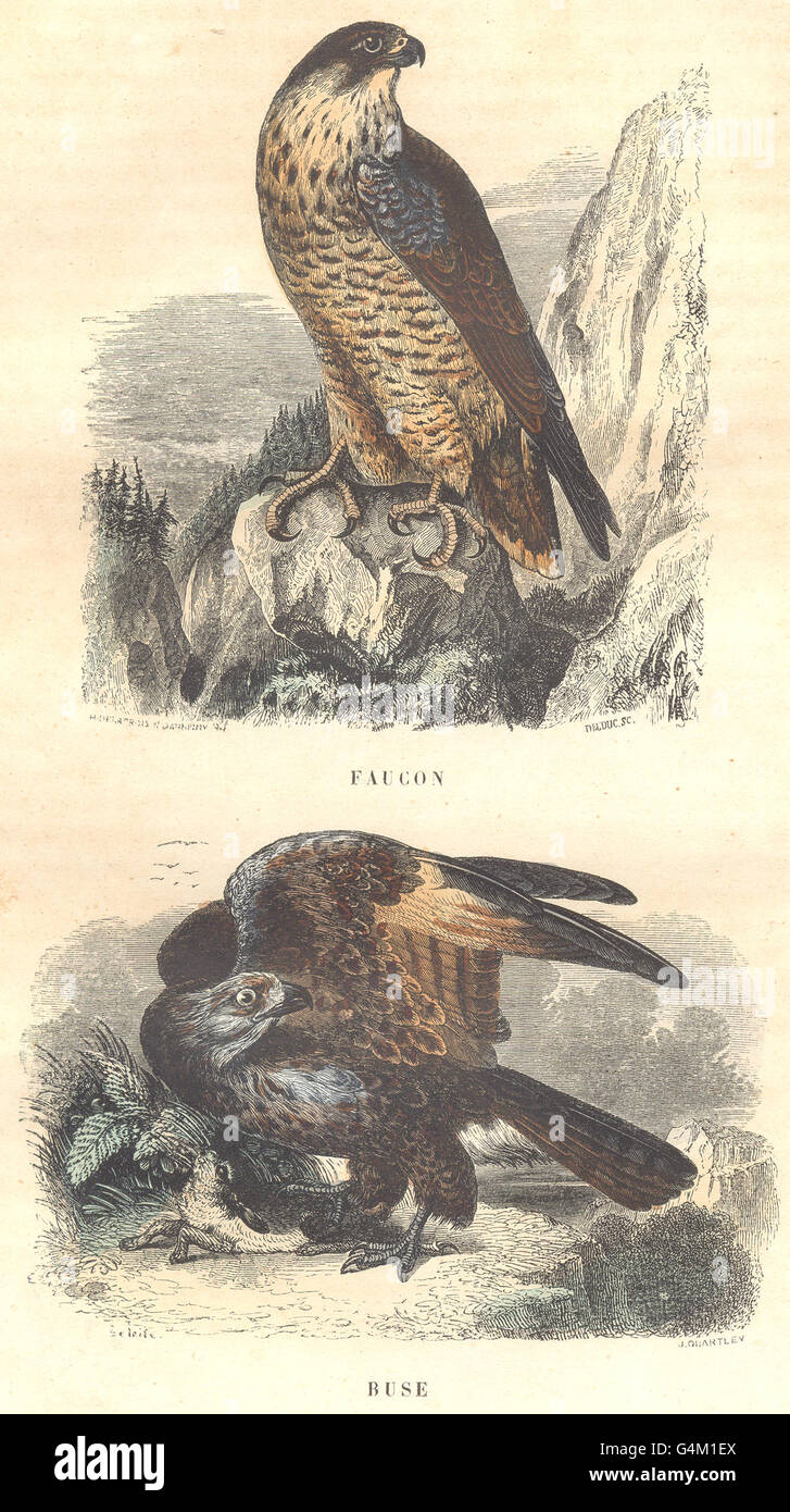 Uccelli: Hawk, Hawk, antica stampa 1873 Foto Stock