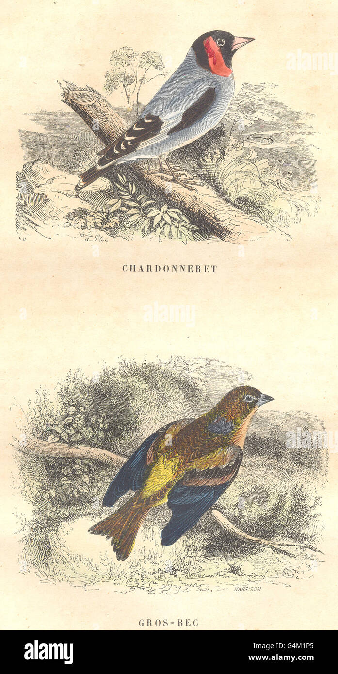 Uccelli passeriformi ordine: cardellino, Hawfinch, antica stampa 1873 Foto Stock