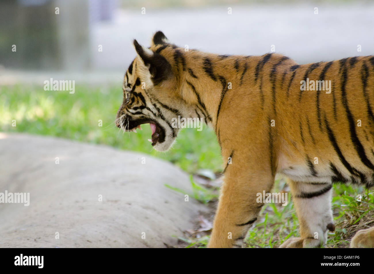 Tre mesi tigre di Sumatra cub a urlare contro lo stagno in Zoo Australia Foto Stock