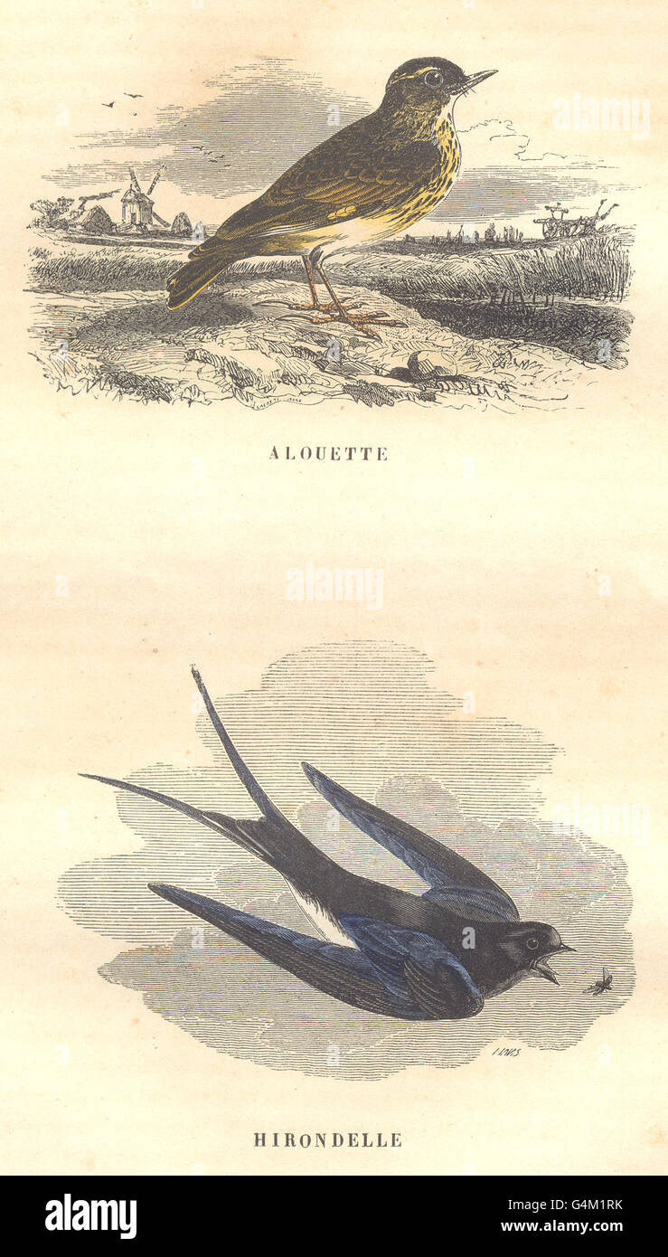 Uccelli passeriformi ordine: Alouette Swallow, antica stampa 1873 Foto Stock