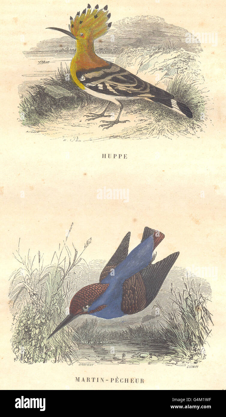 Uccelli passeriformi ordine: Huppe, Martin Pescatore, antica stampa 1873 Foto Stock