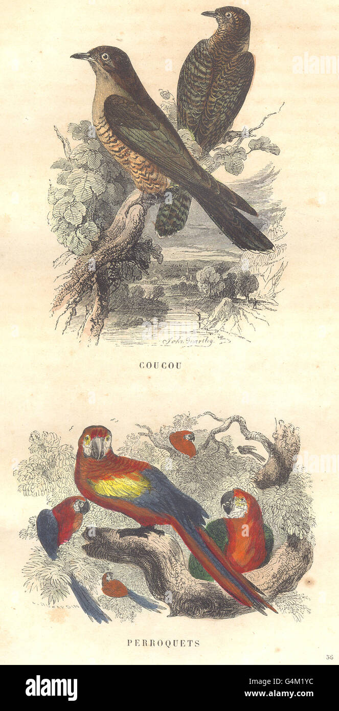 Uccelli passeriformi ordine: Ciao, pappagalli, antica stampa 1873 Foto Stock