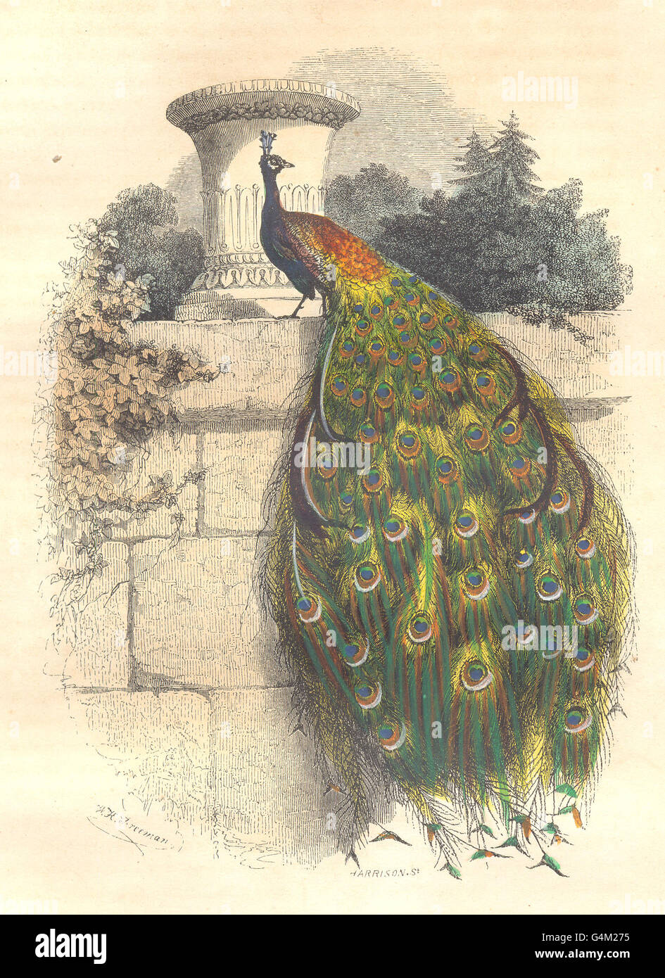 Uccelli: Fowl ordine: Peacock, antica stampa 1873 Foto Stock
